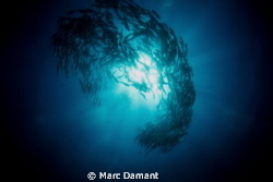 Burst of Jacks! by Marc Damant 
